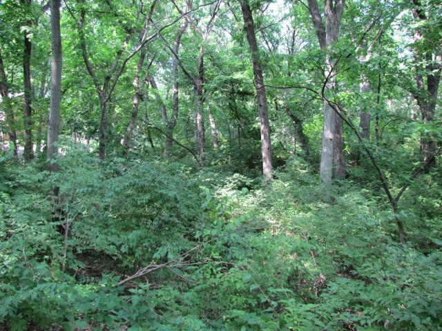 2959 133RD WAY, URBANDALE, IA 50323, photo 1